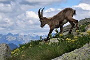 35 ...scendono dall'altra con vista  sulle Alpi 